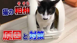 猫のトイレのしつけ  粗相の原因と対策【音声解説】