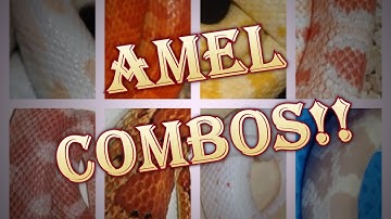 AMEL combinations! With photos - Timestamps in description