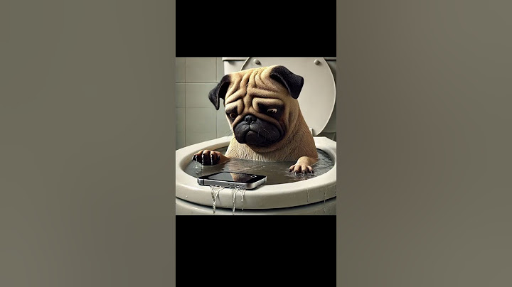 Pug Drops Phone in Toilet 🚽