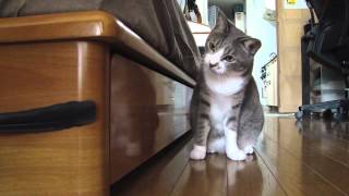 Кошка охотится на пёрышко / Cat hunts on a feather Кошка охотится на пёрышко / Cat hunts on a feather