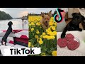 Funny Dogs Doing Things Tik Toks ~ Cute Puppies TIKTOK Compilation ~ 2020