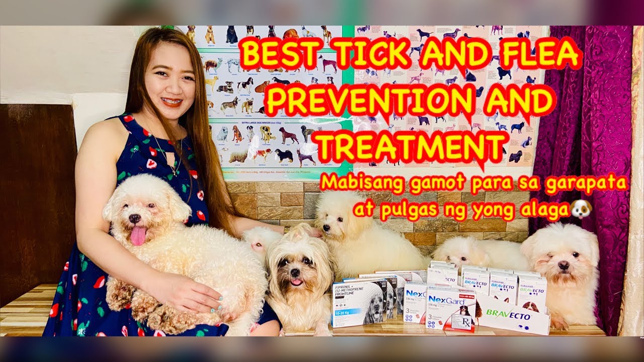 BEST TICK AND FLEA TREATMENT FOR DOGS AVAILABLE IN THE MARKET YouTube