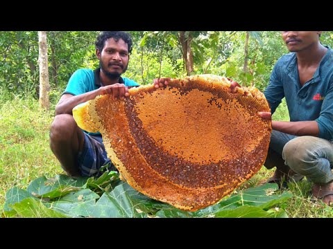 Worlds Biggest Honeycomb Harvest | Harvesting And Eating Honeycomb | Honey Hunting Video In