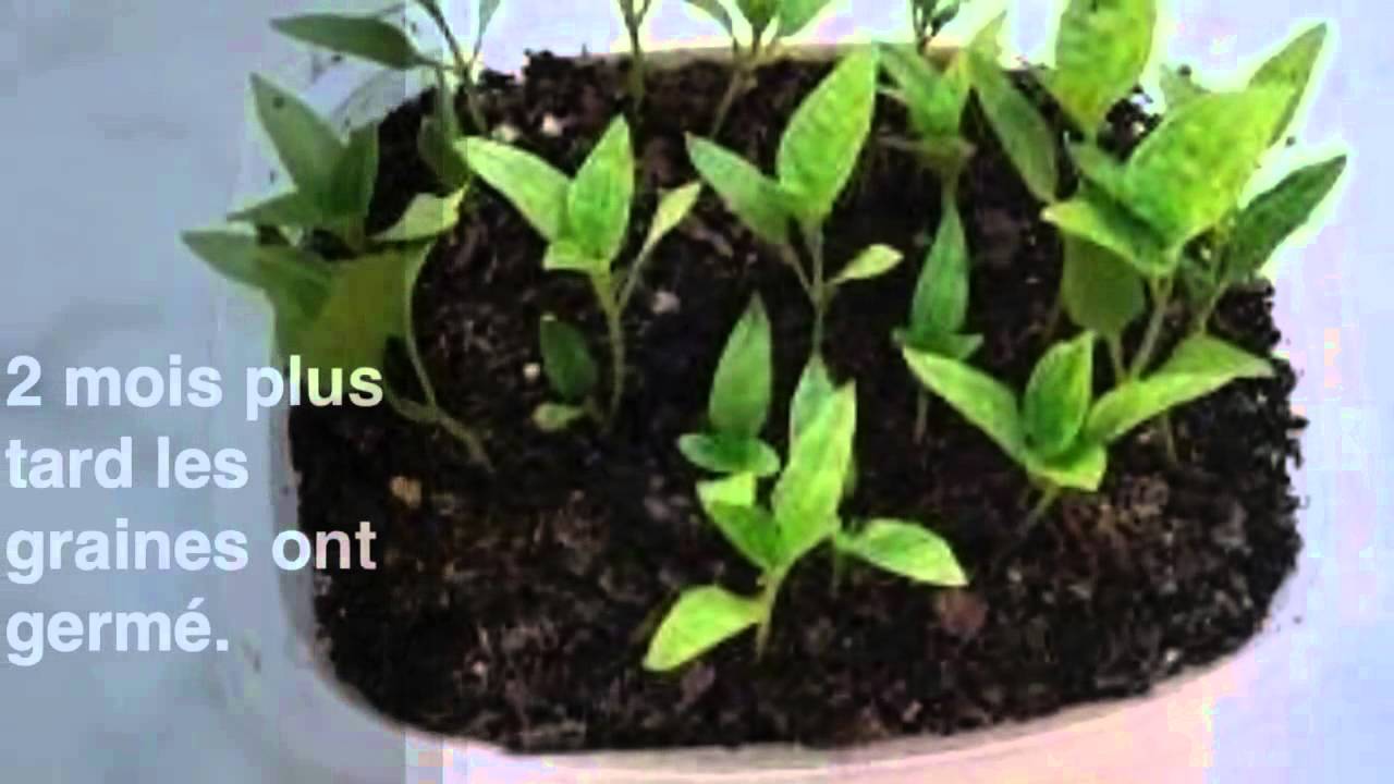 comment faire pousser des poivrons