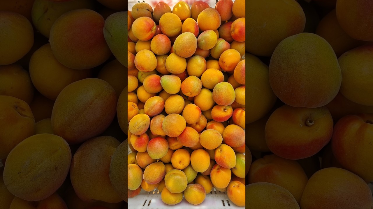 KAYISI budama vakti geldi... ZAMANI KAÇIRMA MEYVESİNİ YERSİN!!!