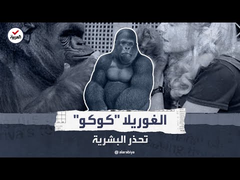 فيديو: هل الغوريلا الفضية مهددة بالانقراض؟