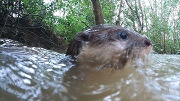 Rái cá Titi bơi lội trong rừng đước đang tập bắt cá chết ăn thịt