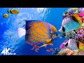 3 HOURS of 4K Underwater Wonders + Relaxing Music - Coral Reefs & Colorful Sea Life in 4K ULTRA HD