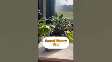 Unbelievable Bonsai Facts You Won