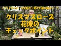 2023.3.27 クリスマスローズ 花後のチェックポイント