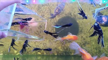 CÁ ÔNG TIÊN NHỎ ĂN TRÙN HUYẾT ĐÔNG LẠNH