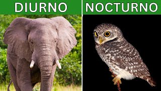 Day and night animals: explanation, differences, characteristics and examples 🦉🐘 by Lifeder Educación 15,627 views 1 year ago 10 minutes, 27 seconds