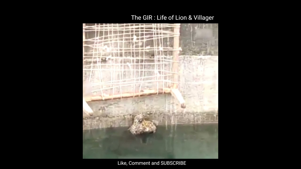 🐆Leopard rescue for water wall on near 🦁Gir Forest || save Forest ...