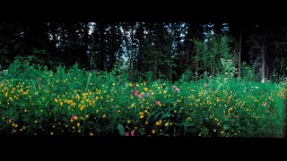 'Den blomstertid nu kommer' ('Now Comes the Time for Flowers'), Swedish Lutheran Summer hymn