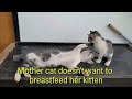 Mother cat doesn't want to breastfeed her kitten