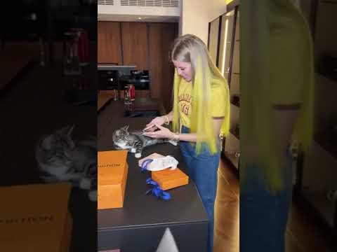 Ошейник для кота за 30 тыс!