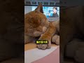 恐竜サイズの猫がショッピングモールを守る 😺🦖