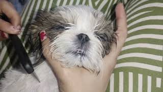 Gentle Motherly Care: Omee's AfterMeal Sleepy Cleanup #shihtzu #puppy #petlover #sleep