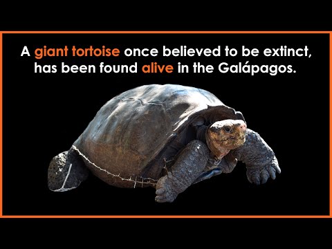 Video: Au fost țestoase uriașe vii?
