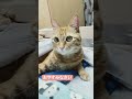 #kpop #treasure #nctdream #kpopsongs #nct #cat #にゃんグラム #猫のいる暮らし #matercat #猫好きさんと繋がりたい