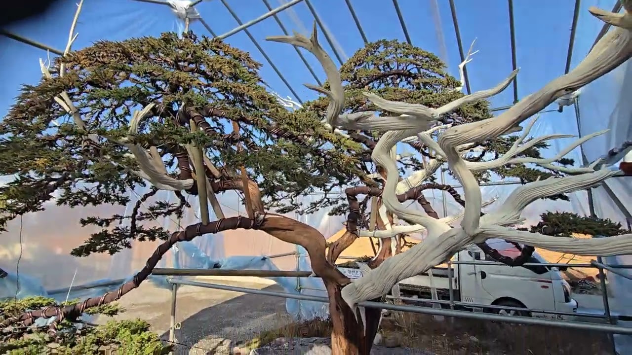 나무주인 .010-6687-9899 용인.남사 대한조경향나무특수목