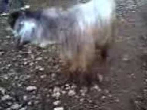 فيديو مالك شجاعية مع السخل