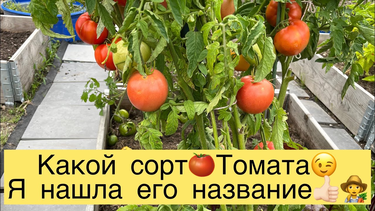 КАКОЙ СОРТ🍅ТОМАТА😉Я НАШЛА ЕГО НАЗВАНИЕ👍🏻👩‍🌾 - YouTube