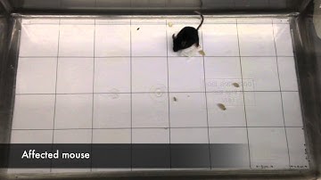 TREMOR of L25 affected mouse