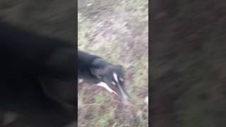 Sahibini Delice Kıskanan Köpek