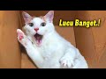 HEBAT KALO GA KETAWA.!🤣 8 Menit Video Kucing Lucu Banget Bikin Ngakak ~ Kucing Lucu Tiktok