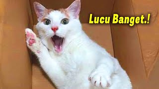 HEBAT KALO GA KETAWA.! 8 Menit Video Kucing Lucu Banget Bikin Ngakak ~ Kucing Lucu Tiktok