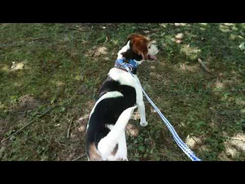Roo And Riley S 1st Playdate At Winton Woods Youtube