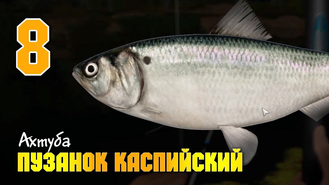 Рыба Пузанок Фото