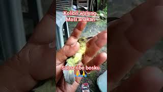 Download Lagu kolibri Wulung Masi anakan,@hobipilihan #shortsfeed #subscribe #shortsviral #shortsyoutube MP3