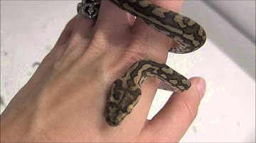 Baby Coastal Carpet Pythons