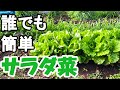 家庭菜園でサラダ菜｜誰でも簡単に栽培できるリーフレタス