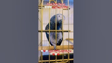 تلاوه عطره من القران الكريم بصوت عبد الباسط #foryou #birds #cutebird #اكسبلور