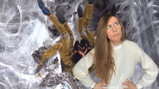 Do OBT tarantulas deserve their BAD REPUTATION?