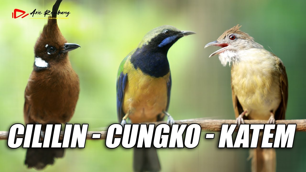 MASTERAN MEWAH  CILILIN - CUCAK CUNGKO - KAPAS TEMBAK