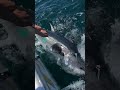 【神回】ルアーでドカン!巨大マグロとの死闘がヤバすぎたwww【海釣り】