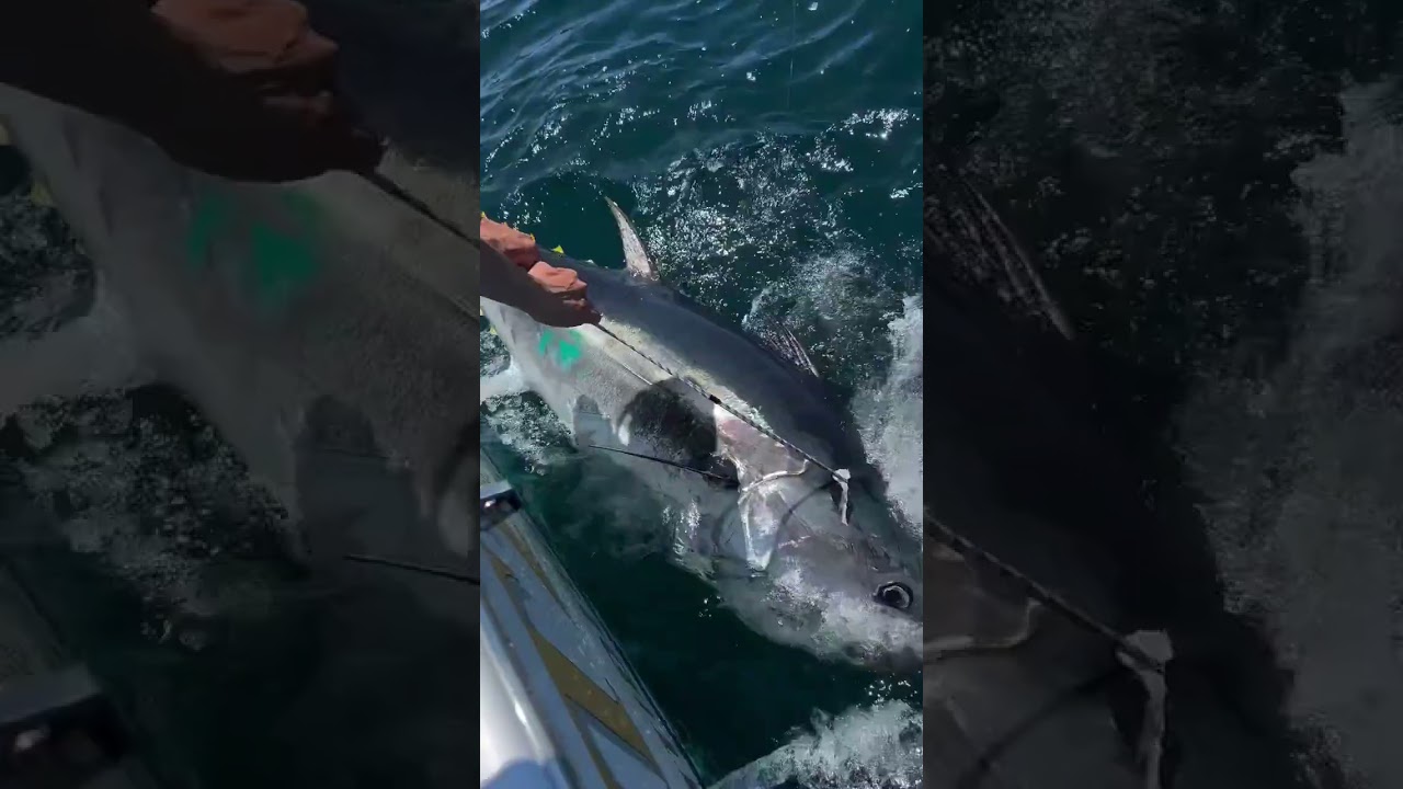 【神回】ルアーでドカン!巨大マグロとの死闘がヤバすぎたwww【海釣り】