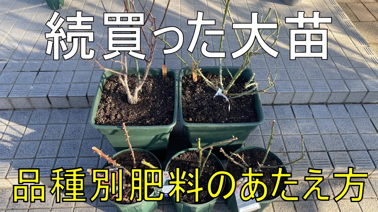 バラの大苗は1年目の管理が大事 - YouTube
