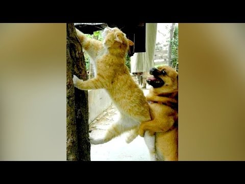 Super CRAZY & FUNNY ANIMAL videos 2019 - DIE from LAUGHING TOO HARD NOW!