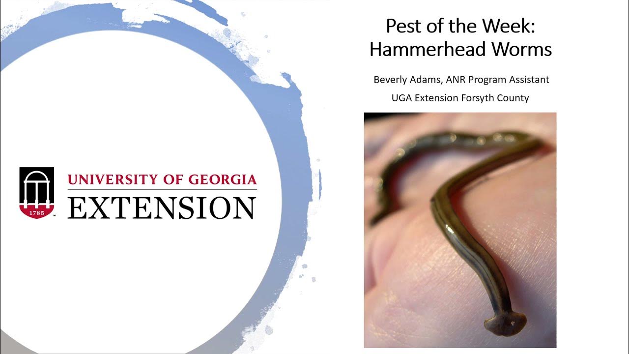 Pest of the week Hammerhead Worms YouTube