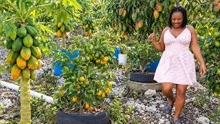 UNBELIEVABLE!! Growing A Ton Of Fruit Trees On Rocks!