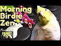 Morning Birdie Zen | Calm Bird Room Music and Happy Parrot Sounds | Parrot TV for Birds🌺