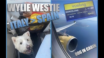 VUELING DOG IN CABIN 10KG : PALERMO TO BARCELONA : PET FRIENDLY AIRLINE