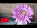 Гербера из фоамирана.Foamirana Gerbera.