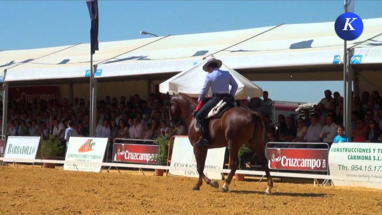 Amador Martín López, caballo Indiano: X Semana del Caballo en Carmona horseshoe bend