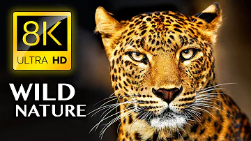 WILD NATURE in 8K ULTRA HD - Animals with REAL Nature Sounds